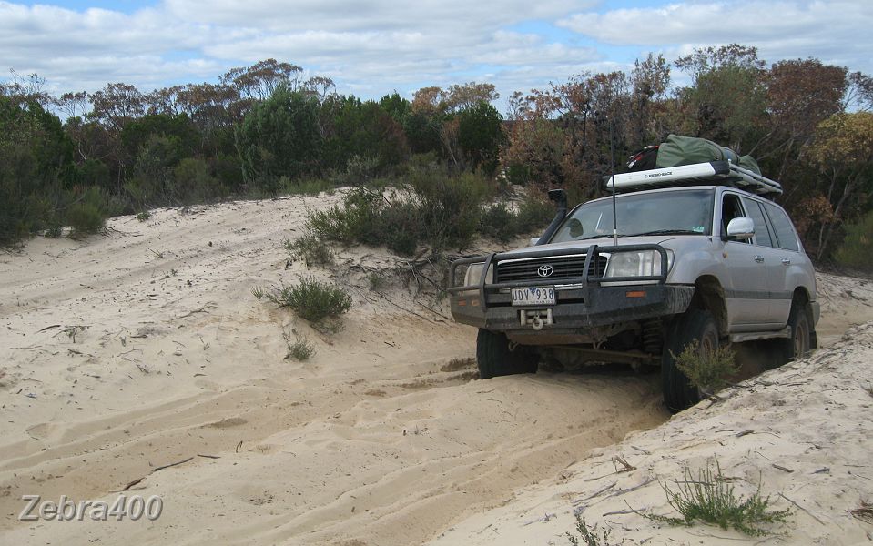 11-Snapper cruises up the dunes.JPG